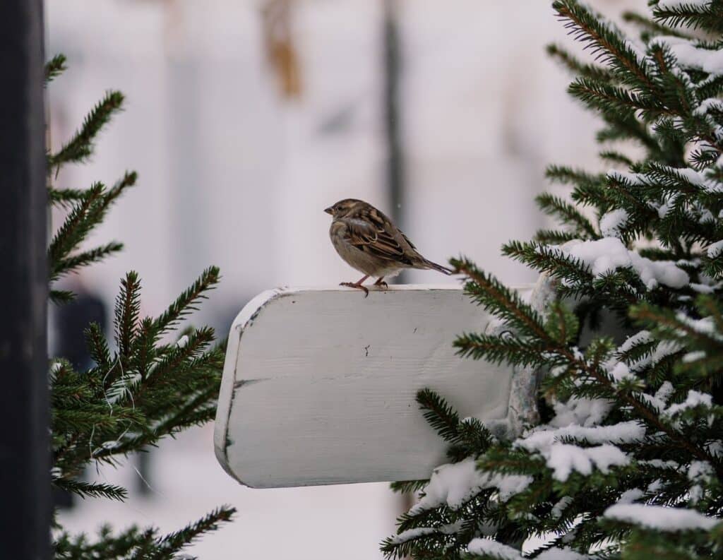 visittartu_tartu_jõululinn_mana_kaasik