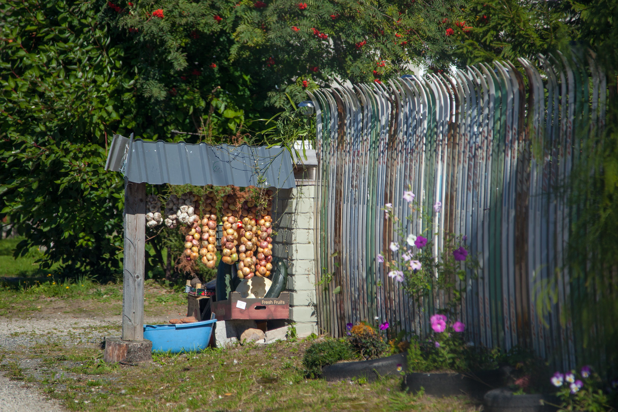 Visittartu_Tartu_sibulatee_Peipsi_ääres_rippuvad_sibulad