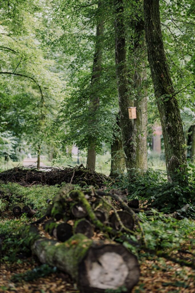 Mana_Kaasik_Linnasalu_Vabaduse_puiestikus