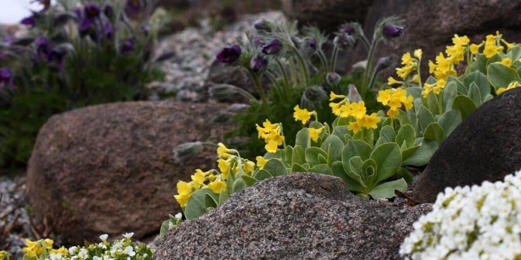Tartu Ülikooli Botaanikaaia kevadlilled