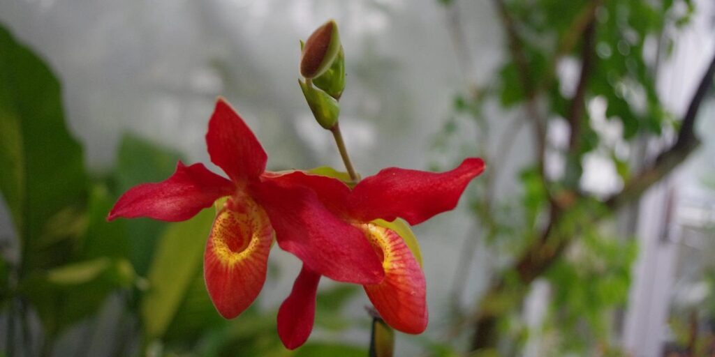 Botanical-Garden-of-the-University-of-Tartuvisit-tartu-visit-estonia-1