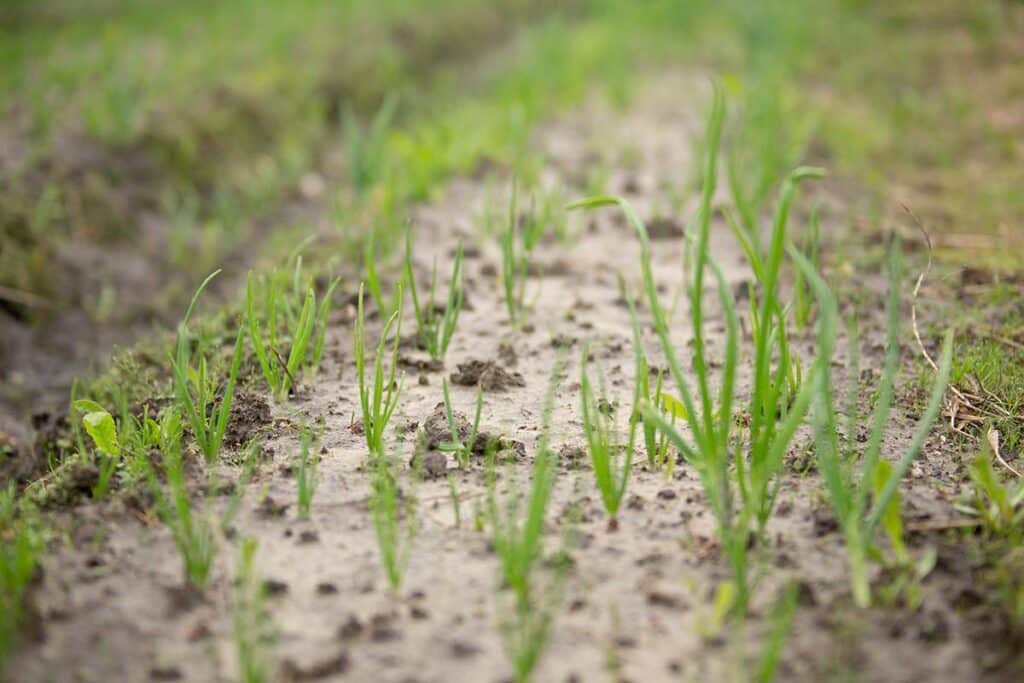 Kostja-Onion-Farm-vistestonia-visittartu-onion-route-2