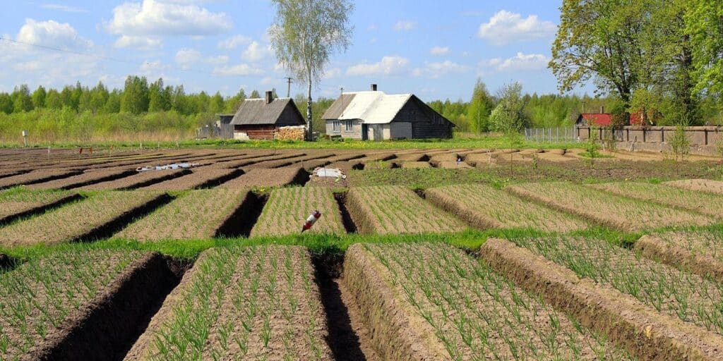 Kostja-Onion-Farm-vistestonia-visittartu-onion-route-5