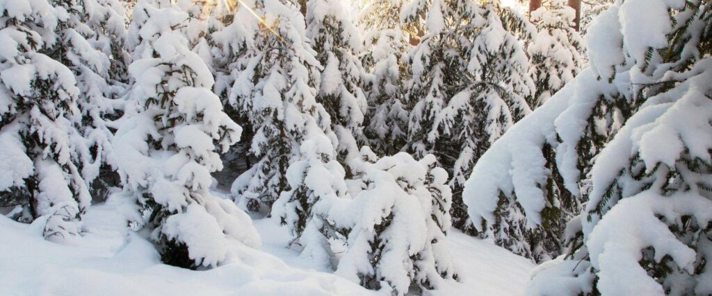 Winter-forest-visitestonia-Karl-Ajnder-Adami
