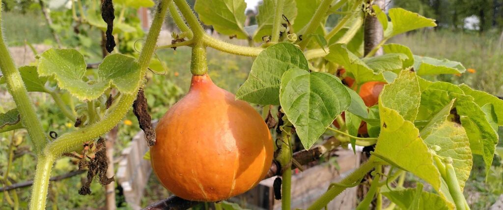 emajoe-aed-community-garden-green-tartu-sustainability-visit-tartu-visit-estonia-7