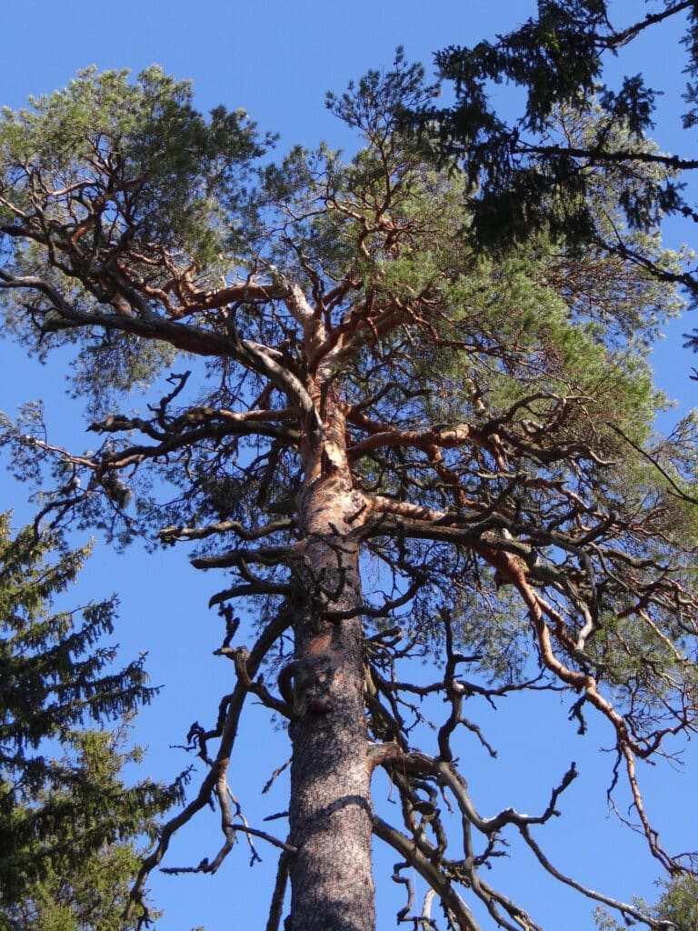 jarvselja-kuningamang-kuningmand-the-oldest-highest-tree-in-estonia-visit-tartu-visit-jarvselja-naturereserve-visitestonia-4