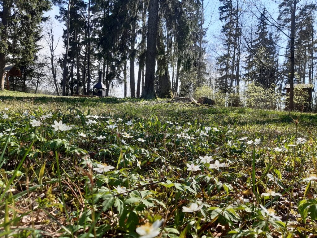 pangodi-jarv-ja-jarveaarne-telkimisala-014-visit-estonia