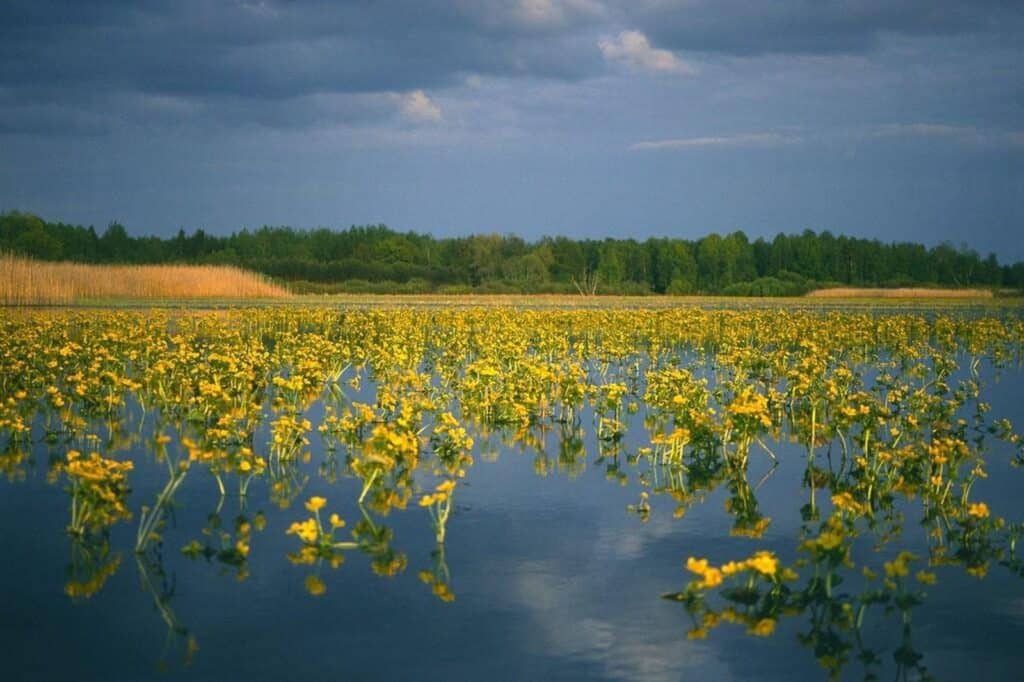 varsakabjad-alam-pedja-visit-tartu-visit-estonia_nature-in-estonia