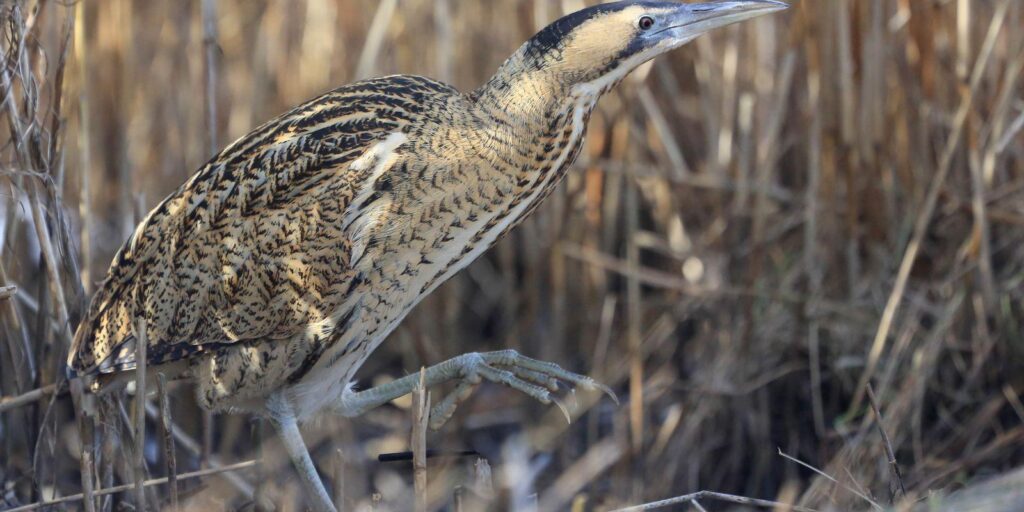 accommodation-family-holiday-visit-estonia_huup