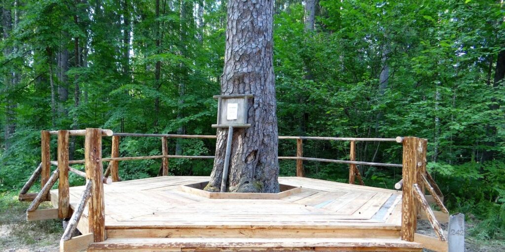 Järvselja Primeval Forest Nature Reserve