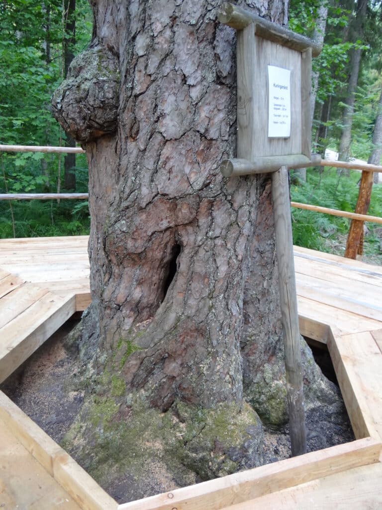 jarvselja-kuningamang-kuningmand-the-oldest-highest-tree-in-estonia-visit-tartu-visit-jarvselja-naturereserve-visitestonia-2