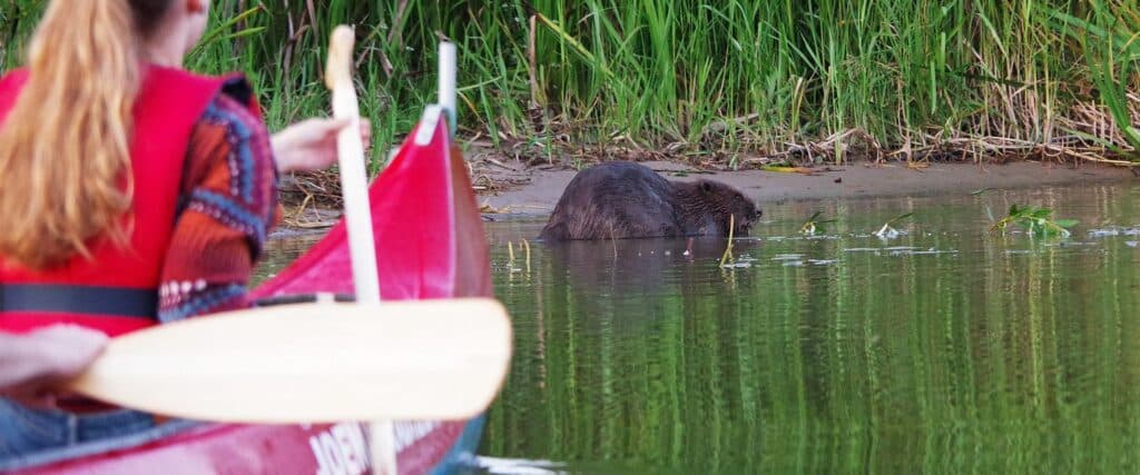 Beaver observation trip in canoes