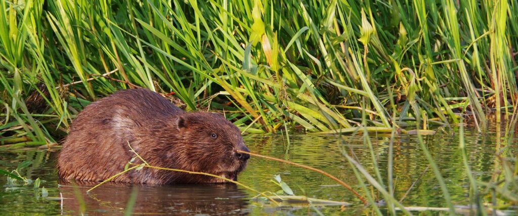 08_kopramatk_joematkad-ee