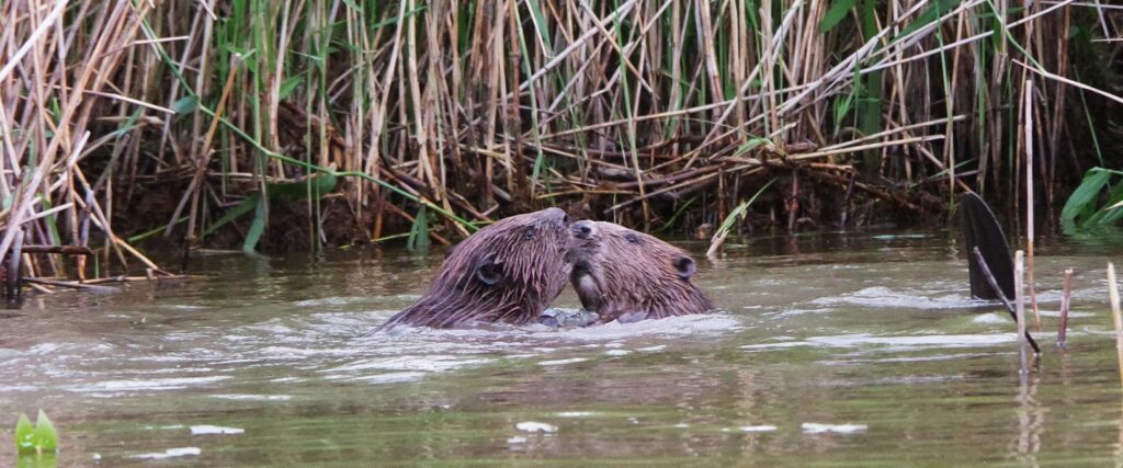 12_kopramatk_joematkad-ee