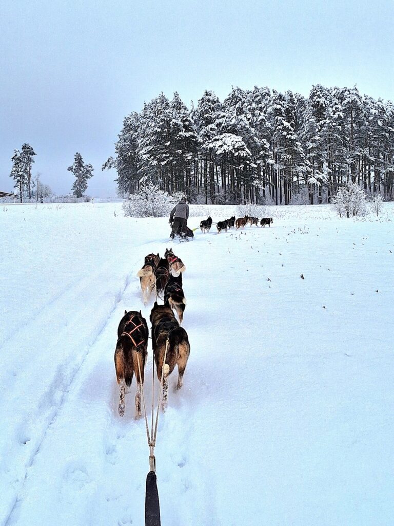 Agirregoikoa Kennel visit and sled dog ride in winter