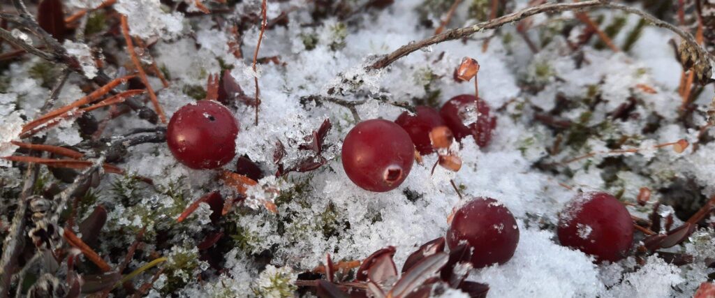 Cranberries_visit_estonia