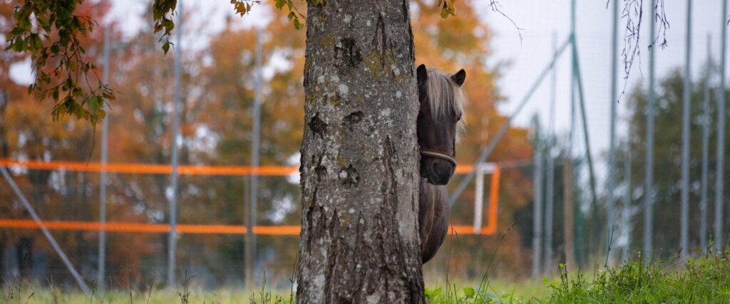 Estonian-Agricultural-Museum-autumn-visitestonia-visittartu-family-animals-farmwork-1