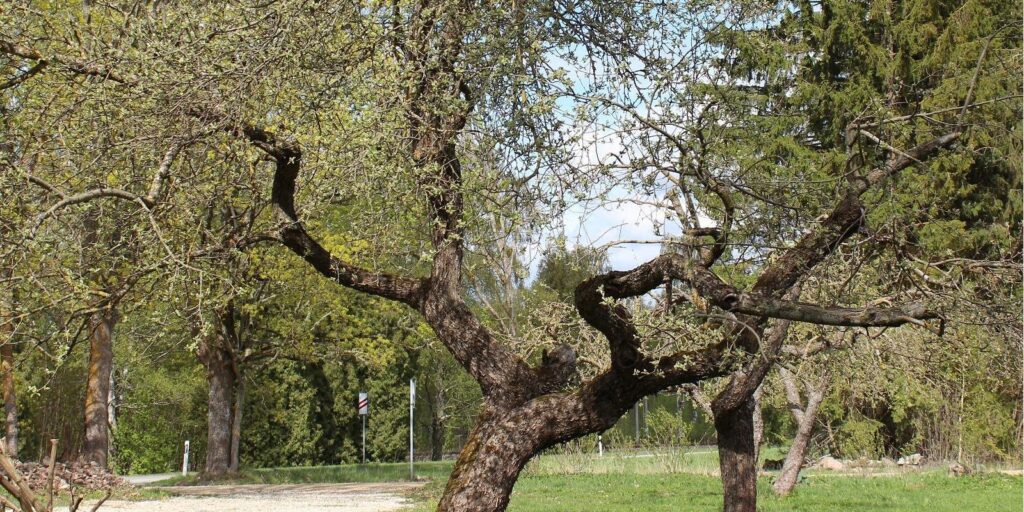 Handmade-wine-and-cider-tasting-at-Jariste-Winery-visitestonia-visittartu-south-estonia-4