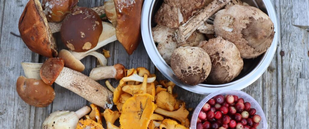 Nature Tours Estonia berry and mushroom picking trips