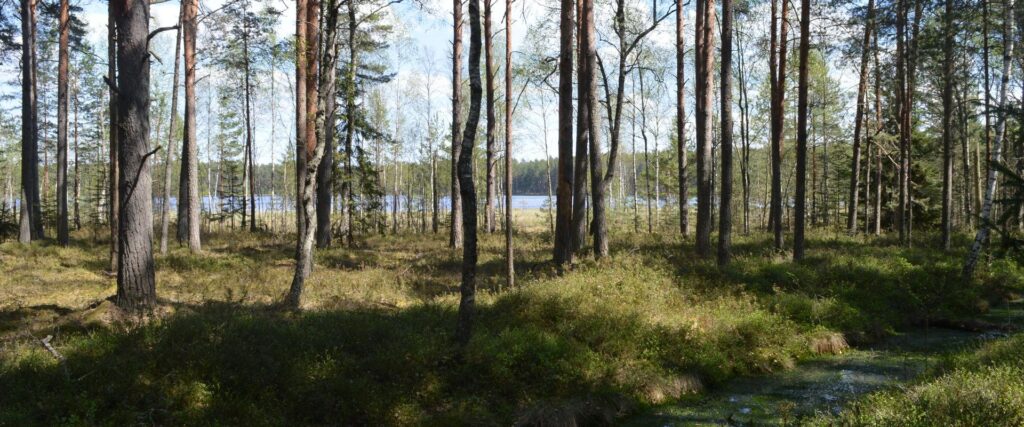 Mustjarv-behind-visitestonia-vistelva