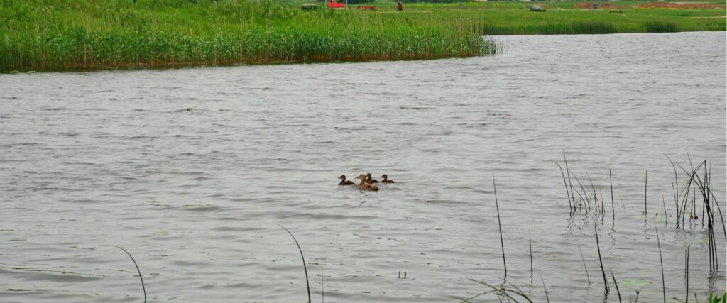 Noo-Veskijarv-visitestonia-visittartu-4