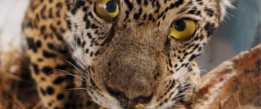 P4240031_DxO-Aavo-Kaine