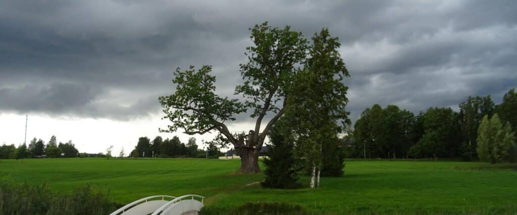 Puhajarve-sojatamm-suvi2020-MarikaSoidra-otepaa-visit-estonia