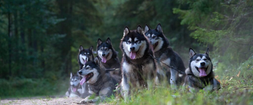Sleddogs-Training-Centre-visitestonia-visitartu