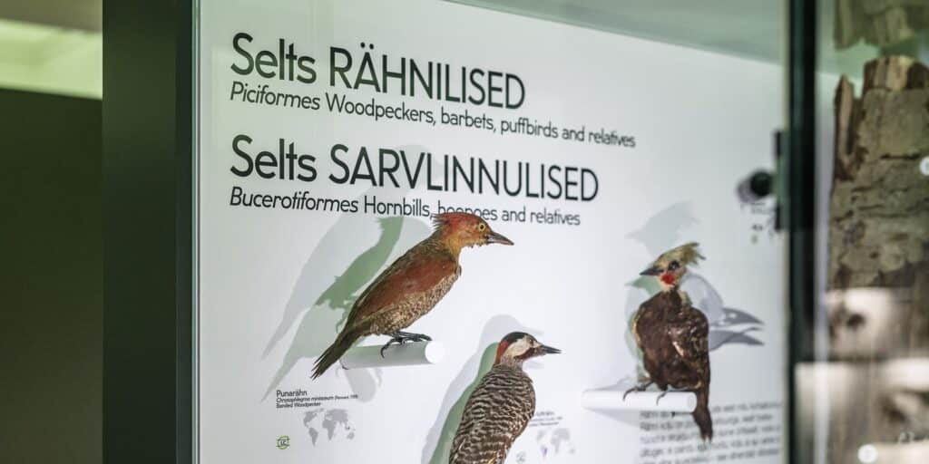 TonuTunnel.com_KOKO_TULMTT6_6890