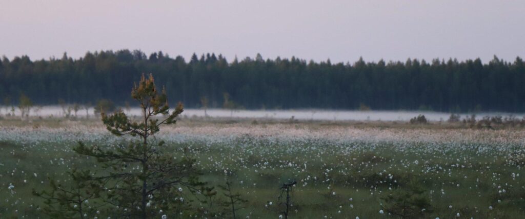 Vadsakoti-soos-villpeadega