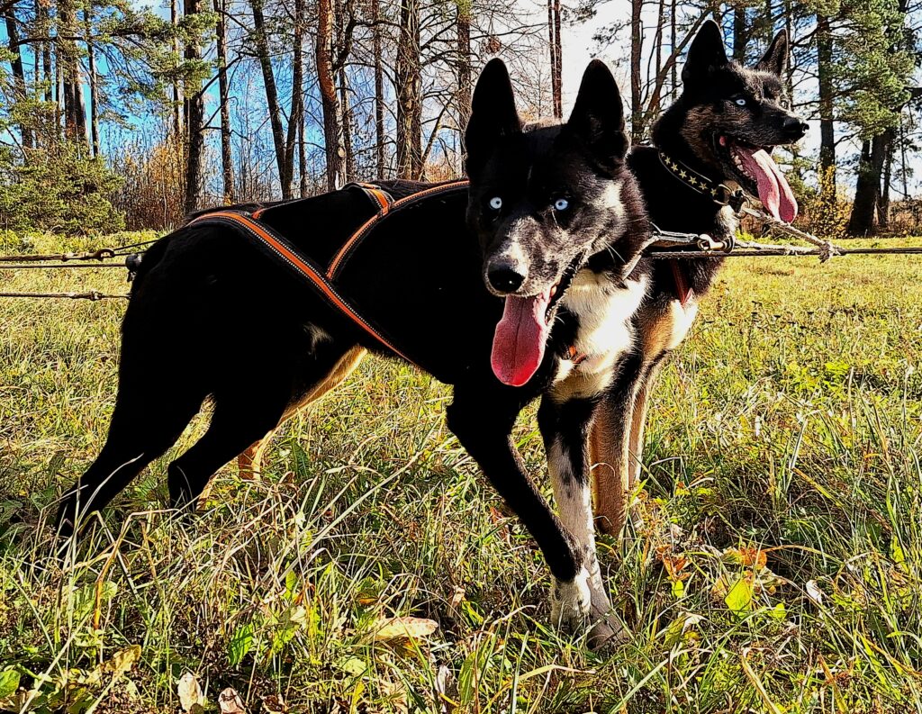 agirregoikoa-kenneli-kulastus-ja-rakendisoit-kelgukoertega-009-visit-estonia