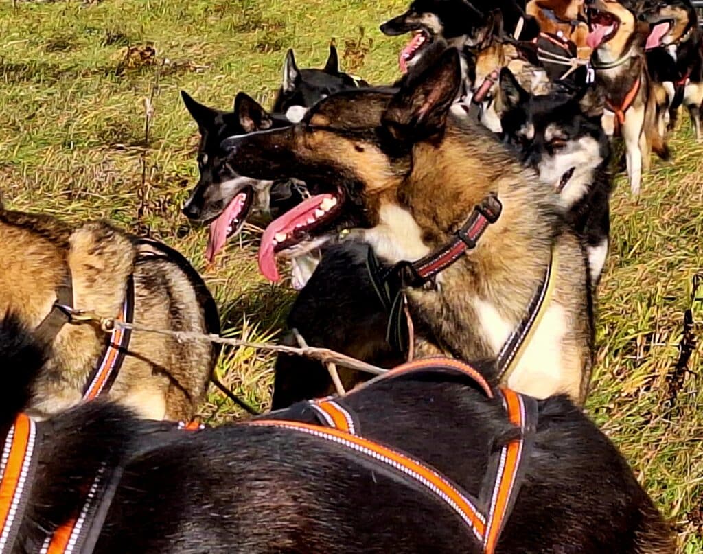 agirregoikoa-kenneli-kulastus-ja-rakendisoit-kelgukoertega-010-visit-estonia