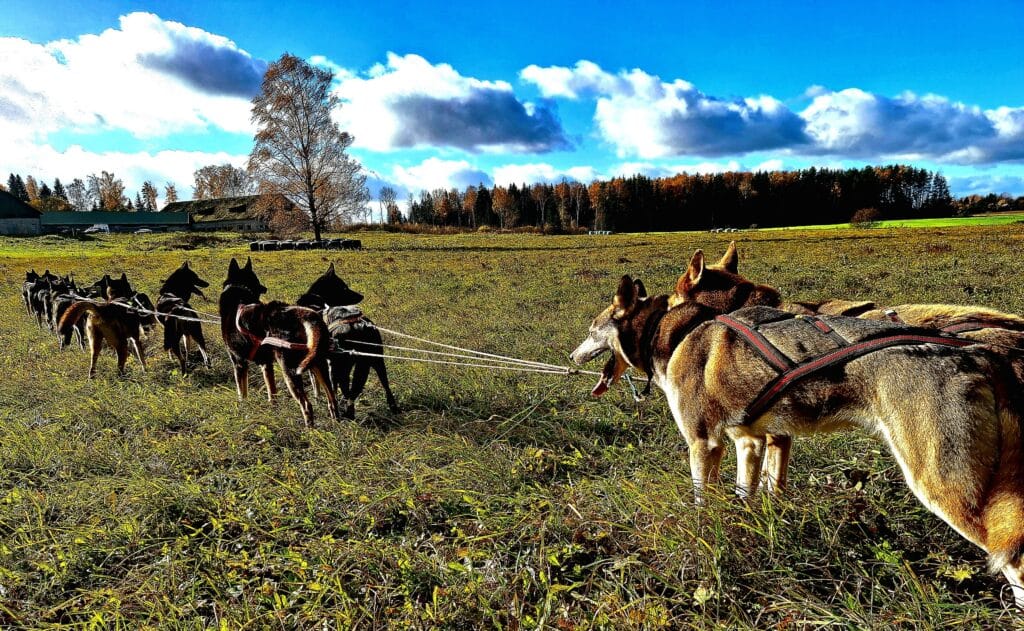 agirregoikoa-kenneli-kulastus-ja-rakendisoit-kelgukoertega-011-visit-estonia