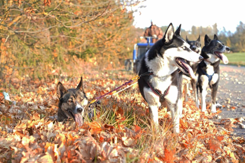 agirregoikoa-kenneli-kulastus-ja-rakendisoit-kelgukoertega-013-visit-estonia