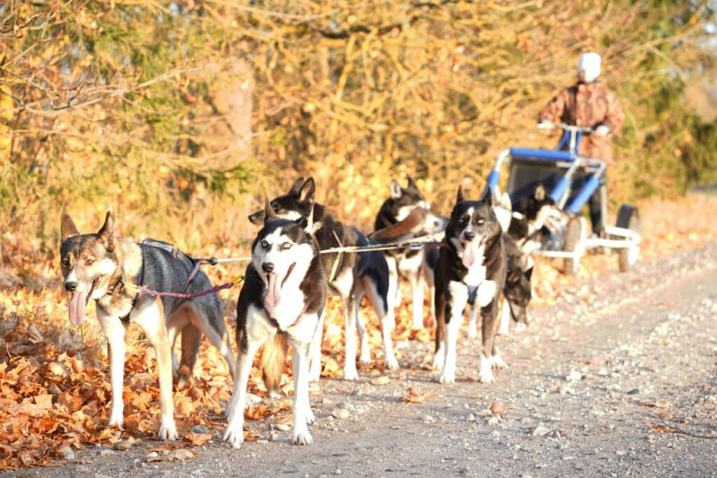 agirregoikoa-kenneli-kulastus-ja-rakendisoit-kelgukoertega-014-visit-estonia