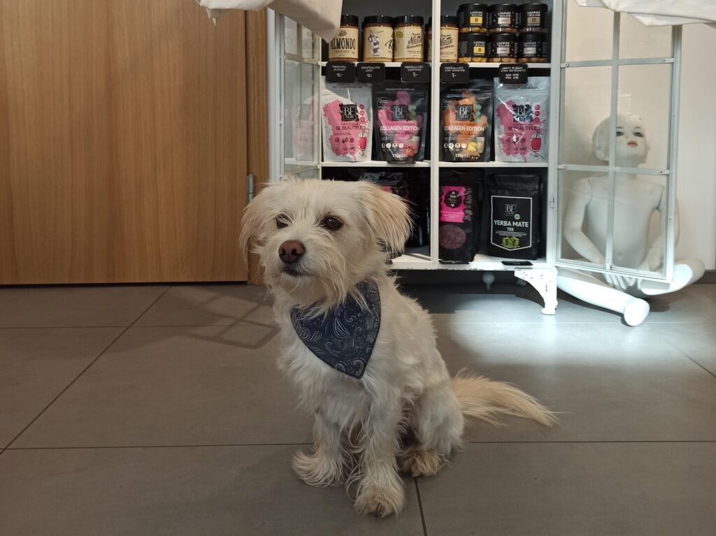 dogs-allowed-visitestonia-visittartu