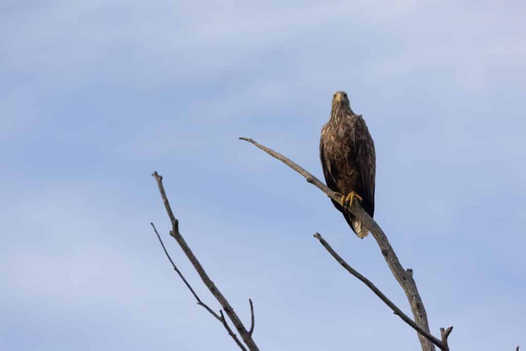 elamused-emajoel-ja-emajoe-suursoos-joesviidil-vidiitestonia-013-visit-estonia