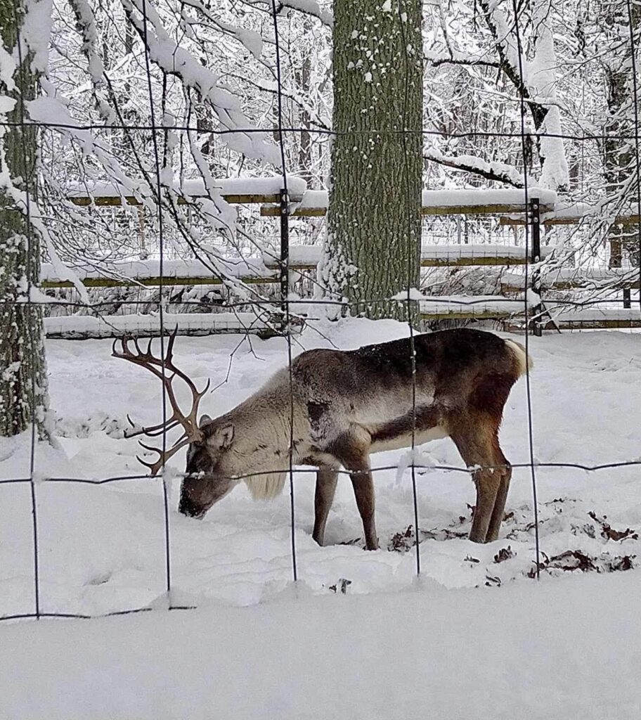 elistvere-loomapark-013-visit-estonia-1