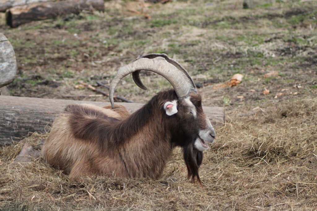 elistvere-loomapark-013-visit-estonia