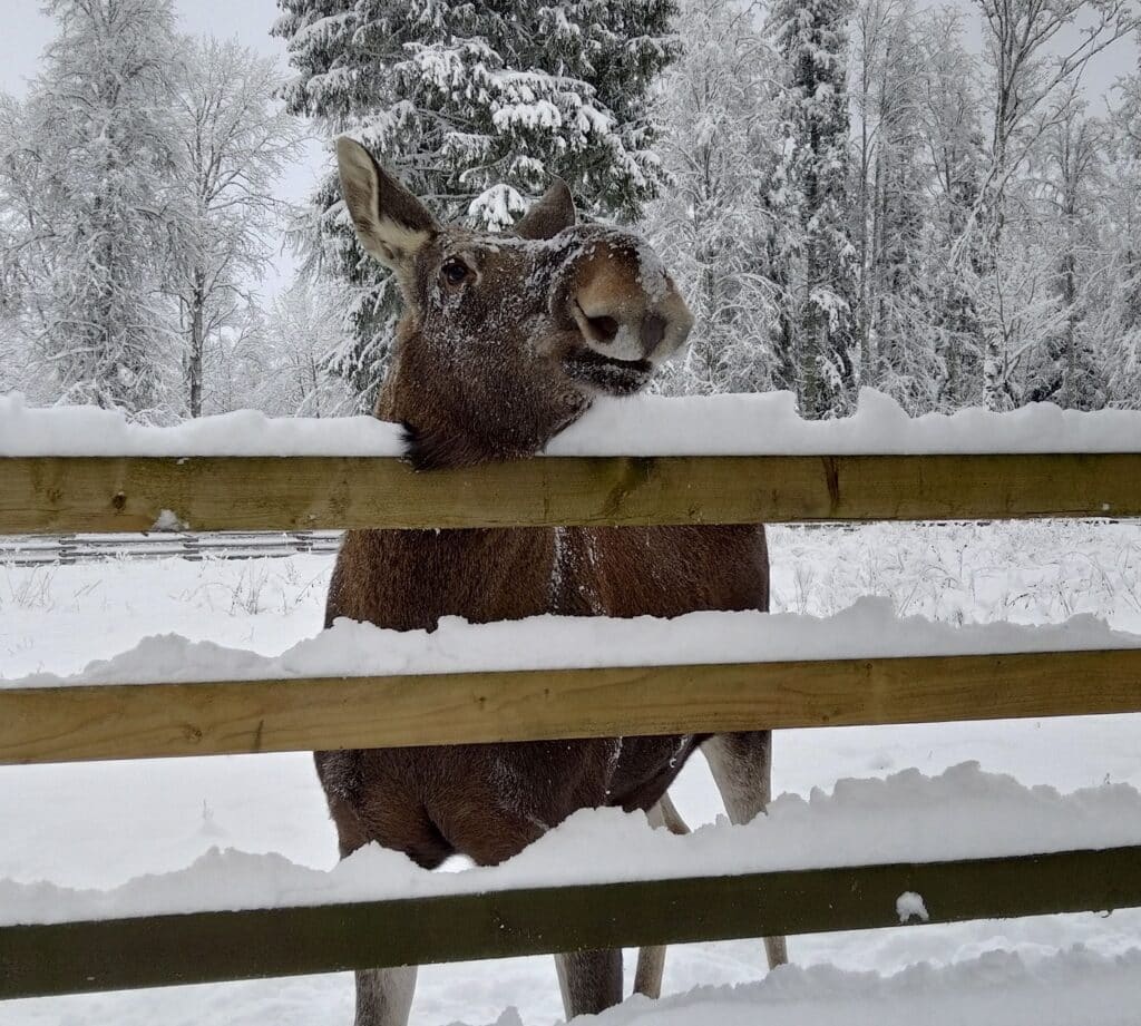 elistvere-loomapark-014-visit-estonia-1