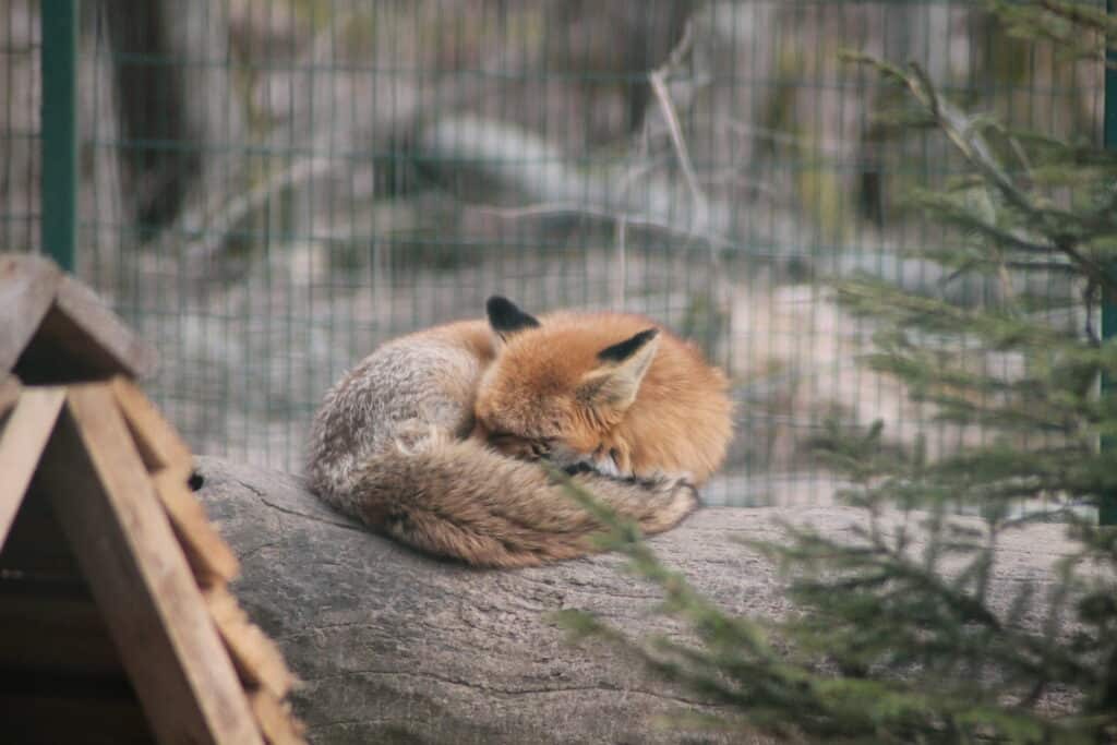 Fox — Estonian wild animals at Elistvere Animal Park
