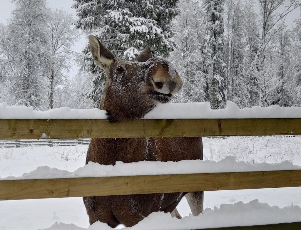 Elistvere animal Park awaits visitors also in winter