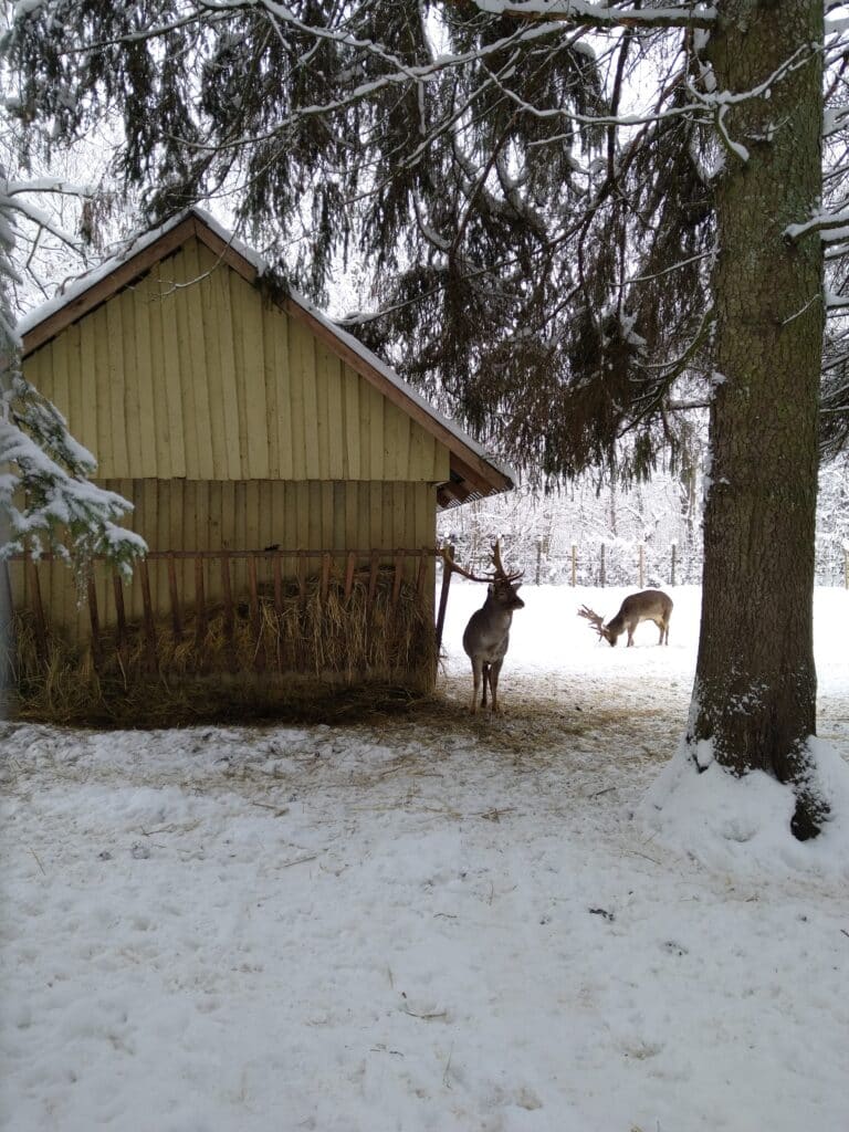 elistvere-loomapark-015-visit-estonia-1