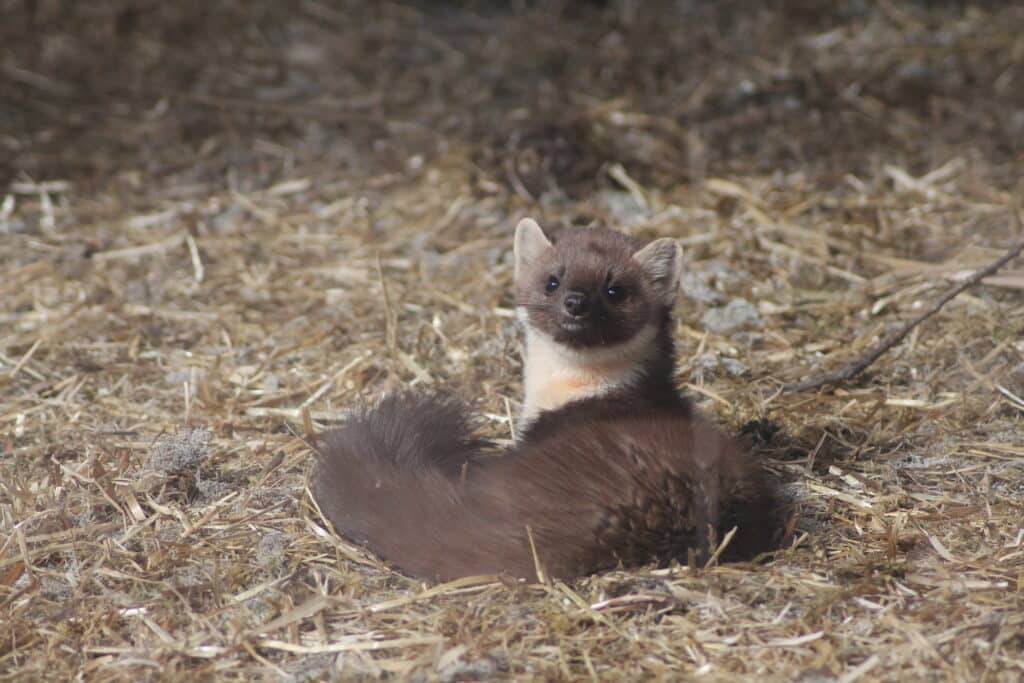 elistvere-loomapark-015-visit-estonia