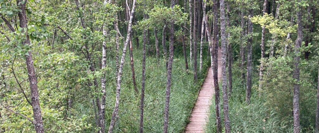 RMK Elistvere study trail