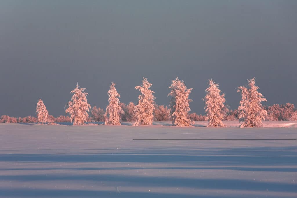 Winter landscape