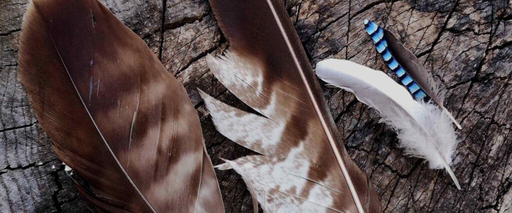 Birdwatching in Southern Estonia with a nature guide