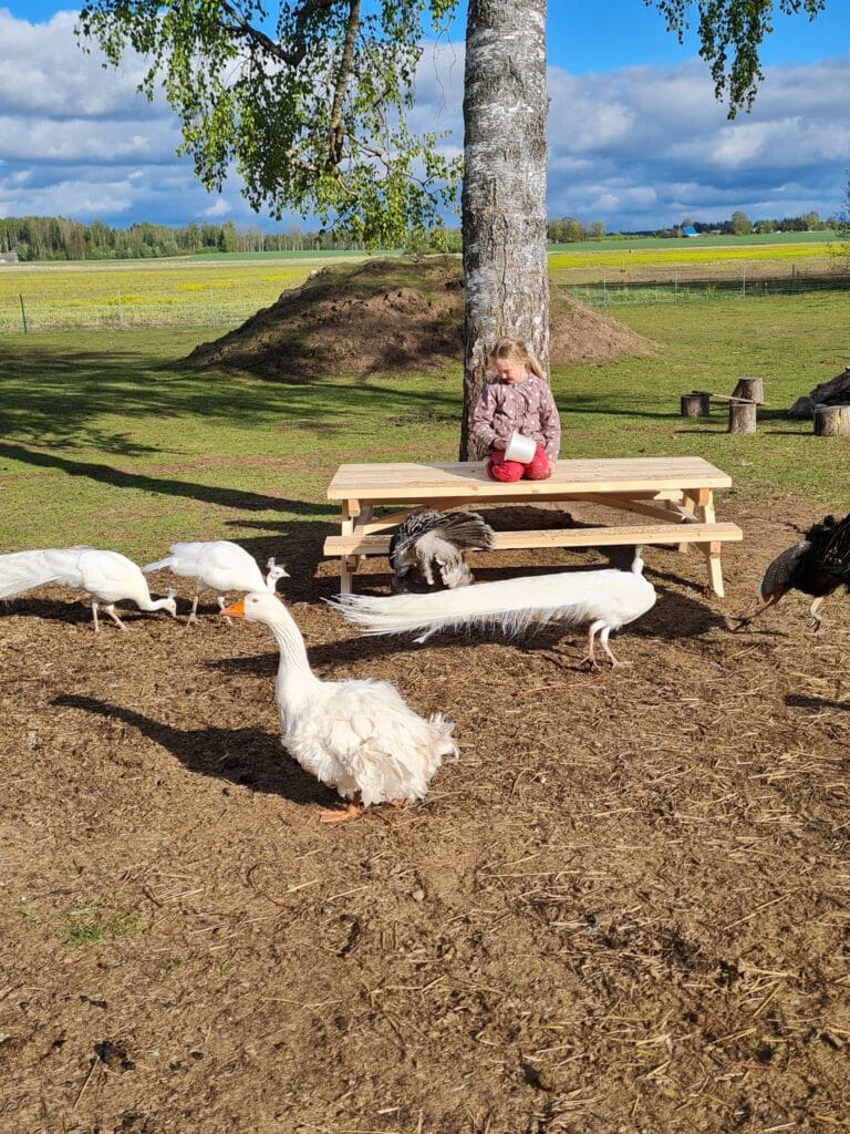 haldjamaa-linnu-ja-loomakodu-001-visit-estonia