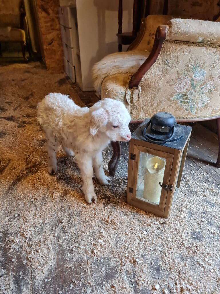 haldjamaa-linnu-ja-loomakodu-005-visit-estonia