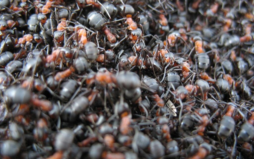 laanekuklased-padakorve-nature-trail-visit-tartu-visit-estonia